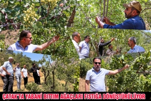 &Ccedil;atak&rsquo;ta Yabani Bıttım Ağa&ccedil;ları Fıstığa D&ouml;n&uuml;şt&uuml;r&uuml;l&uuml;yor