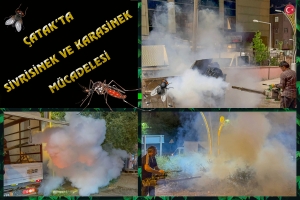 &Ccedil;atak&rsquo;ta Sivrisinek Ve Kara Sinek M&uuml;cadelesi