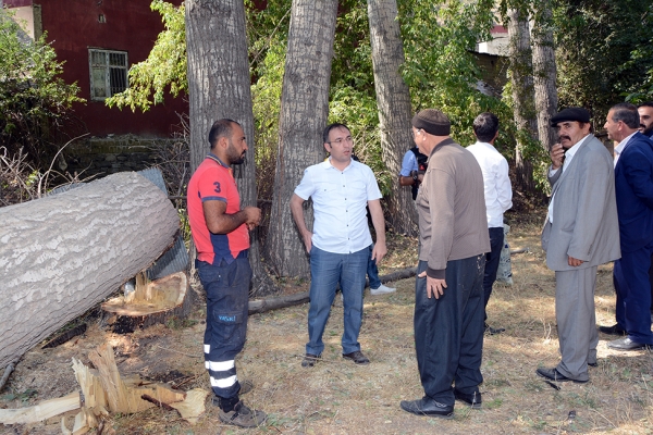 &Ccedil;atak'ta halk sağlığını tehdit eden kavak ağa&ccedil;ları kesiliyor